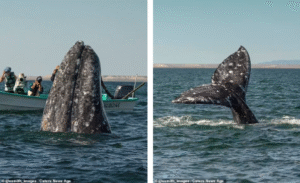 Read more about the article Sneaky Whale Photobombs Tourists — One of the Funniest Moments in the World of Animals