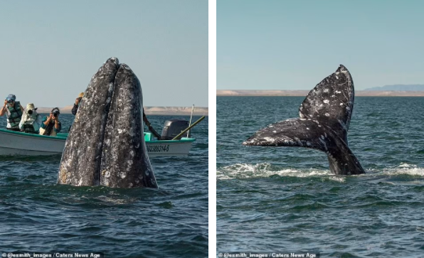 You are currently viewing Sneaky Whale Photobombs Tourists — One of the Funniest Moments in the World of Animals