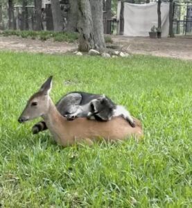 Read more about the article Animals and Friendship: Orphaned Baby Deer and Raccoon Form Unlikely Bond