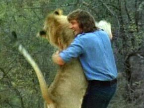 You are currently viewing Christian the Lion: The Wild Lion Who Never Forgot the Men Who Raised Him