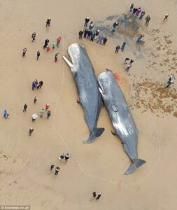 Read more about the article Epic Tragedy: Four Enormous Whales Stranded on the North Sea Coast