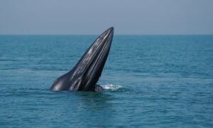 Read more about the article Only 50 Left! Meet the Rare “American Whale” Found Nowhere Else on Earth