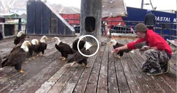 You are currently viewing Generous Fisherman Treats Eagles to a Feast — and They Flock With Enthusiasm!