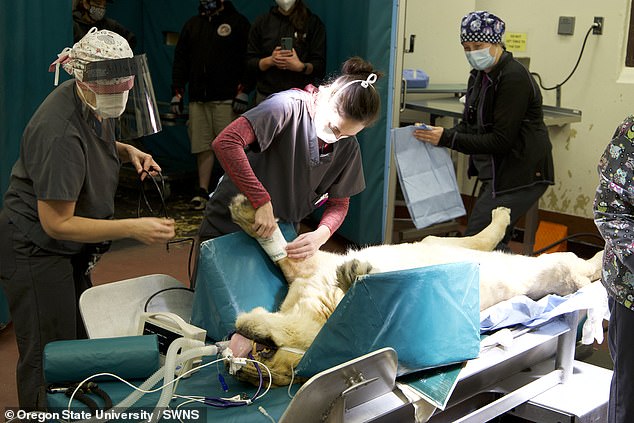 You are currently viewing Wildlife Rescue: Lioness from Joe Exotic’s Zoo Undergoes Life-Saving Surgery in Oregon