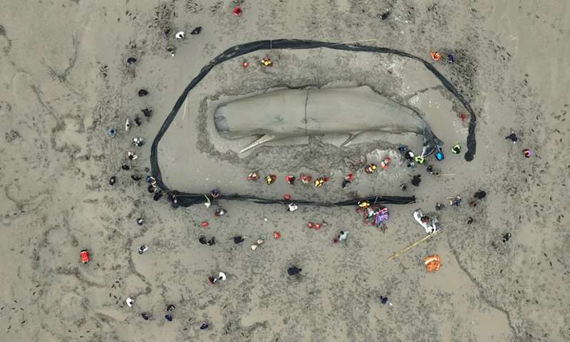 You are currently viewing Marine Life Miracle: Giant Whale Freed After 20-Hour Struggle Thanks to Local Rescuers in China