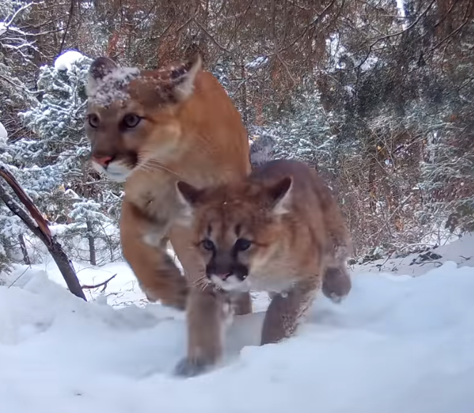 You are currently viewing Wildlife Wonder: Trail Camera Captures Elusive Female Mountain Lion and Her Cubs in Utah Mountains