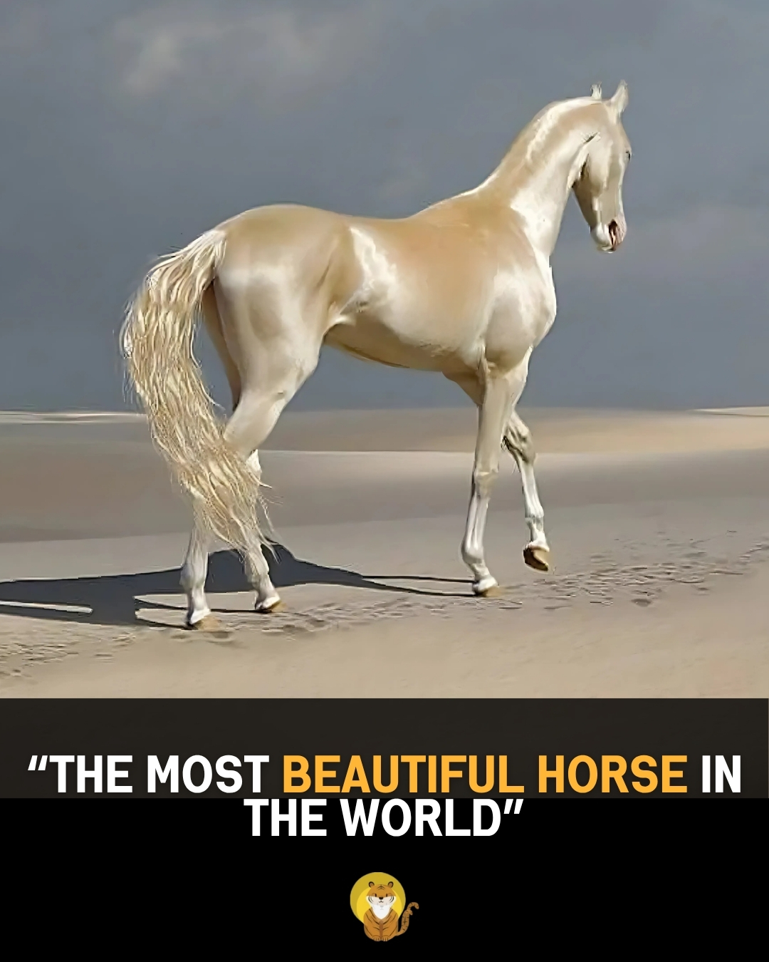 Read more about the article The Akhal-Teke: Why the “Most Beautiful Horse in the World” Is More Than Just a Shimmering Coat