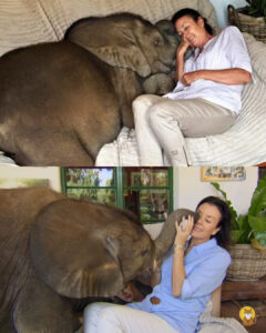 Read more about the article Woman Saves Baby Elephant’s Life — Now the Elephant Refuses to Leave Her Side