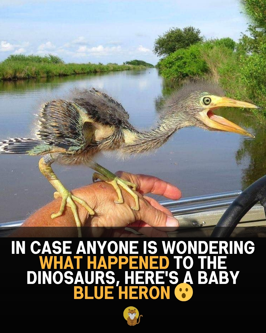 Read more about the article Baby Great Blue Heron: The “Jurassic” Hatchling That Rules the Wetlands