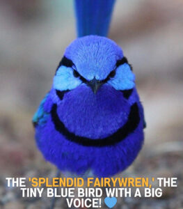 Read more about the article The Splendid Fairywren: Australia’s Neon-Blue Bird That Outsmarts the Outback