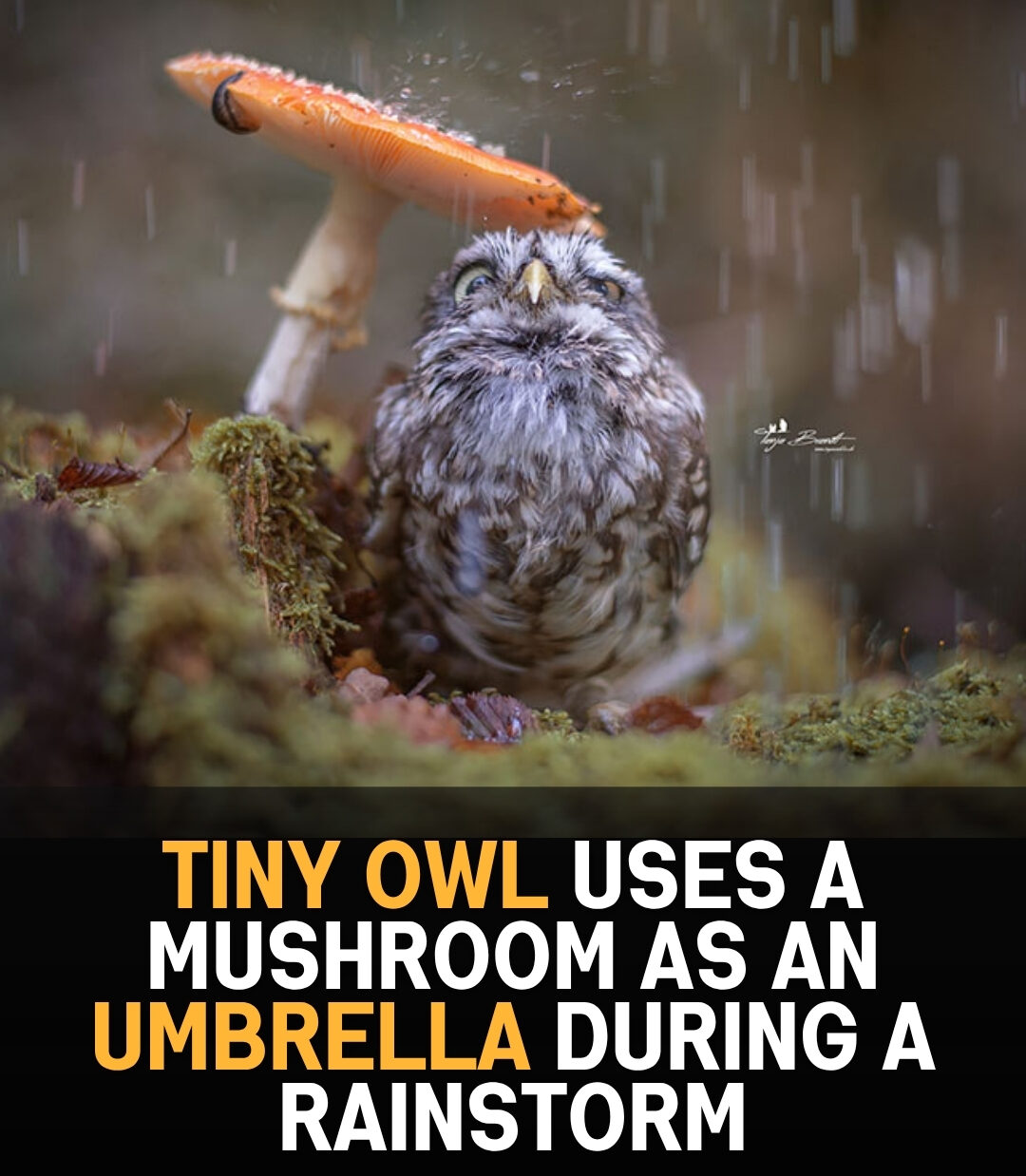 Read more about the article Tiny Owl Hides Under Mushroom During Rain — Photographer Captures Nature’s Cutest Moment