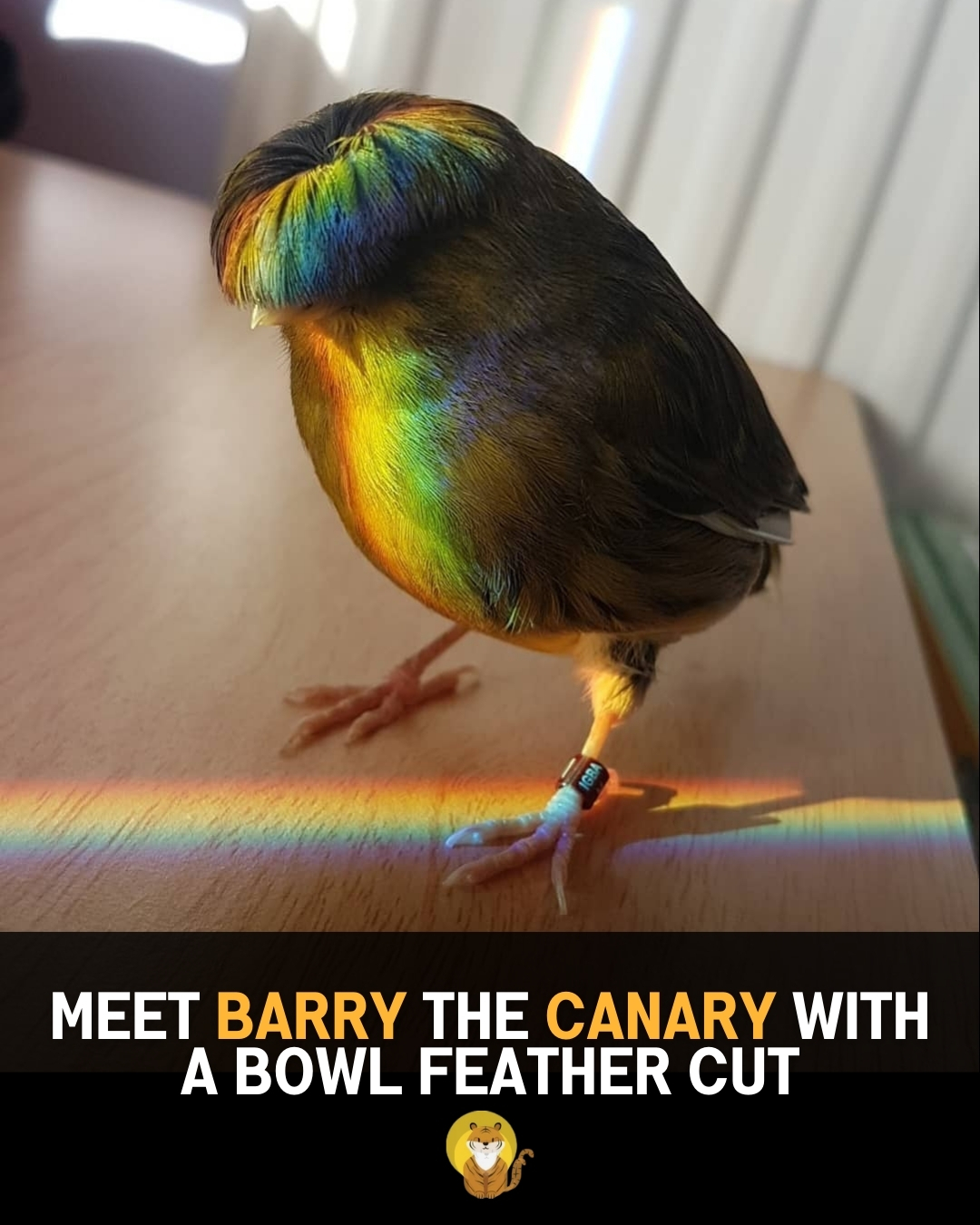 Read more about the article Barry The Canary: The Adorable Bird With a Bowl Feathercut Who Captured the Internet’s Heart
