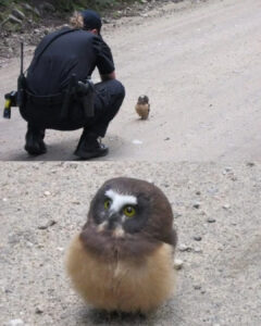 Read more about the article Baby Owl Becomes an Internet Hero After Standing Up to a Cop