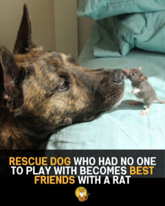 Read more about the article Depressed Rescue Dog Finds Hope Again — Thanks to His Tiny Best Friend, a Rat