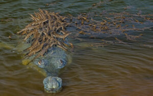 Read more about the article The Devoted Gharial Father: Nature’s Rare Parenting Story That’s Melting Hearts