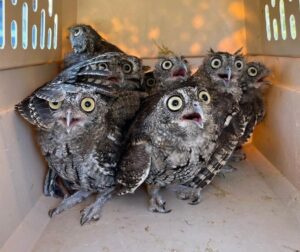 Read more about the article Owls Find Freedom: Rescue Owls Return to Nature