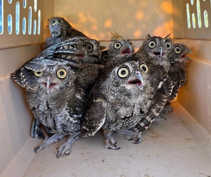 Read more about the article Owls Find Freedom: Rescue Owls Return to Nature
