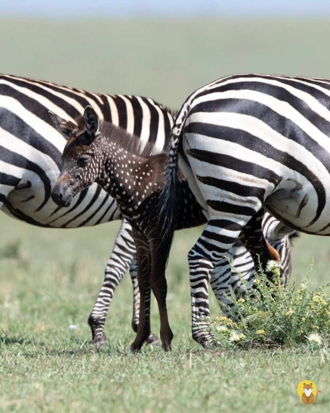 Read more about the article Rare Spotted Zebra Foal Stuns Photographers in Kenya’s Maasai Mara