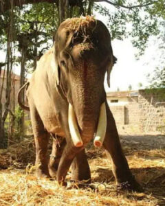Read more about the article Gajraj the Elephant: Freed After 58 Years in Chains, His Rescue Story Will Break Your Heart