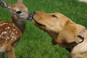 Read more about the article Mama Deer Brings Her Newborns to Meet Golden Retriever — A Friendship That Proves Animals Never Forget
