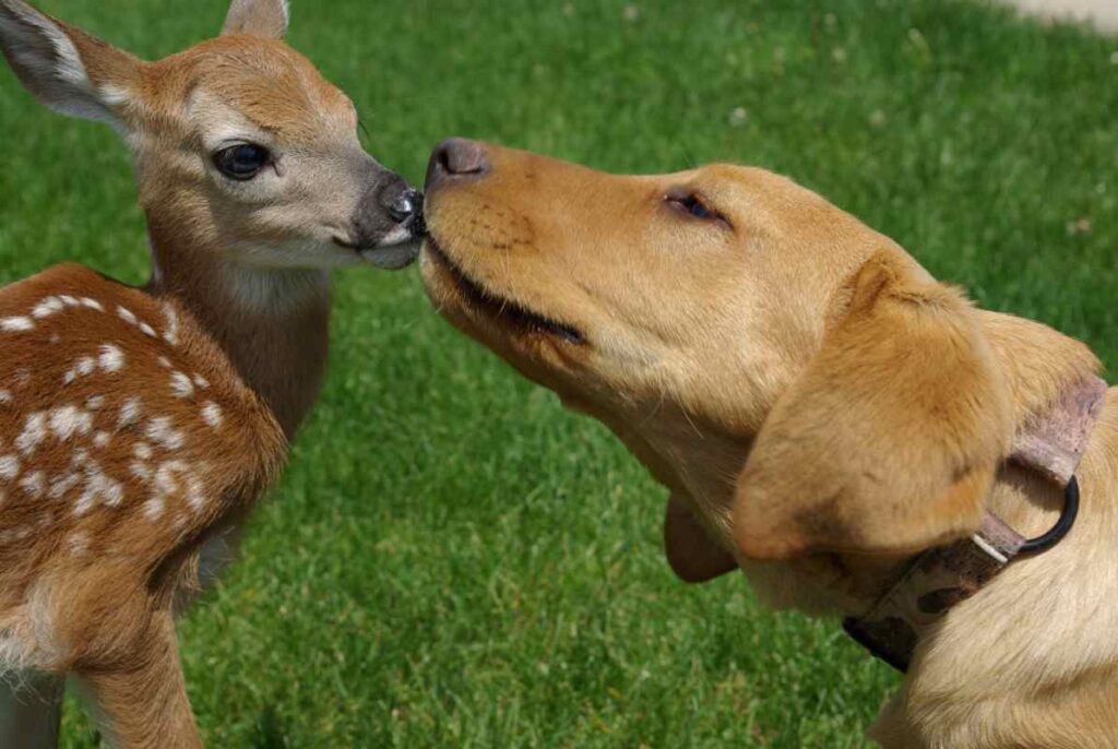You are currently viewing Mama Deer Brings Her Newborns to Meet Golden Retriever — A Friendship That Proves Animals Never Forget
