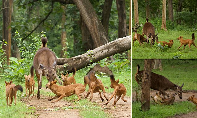 Read more about the article Deer vs. Wild Dogs: A Brave Mother Deer Tries to Save Her Fawn