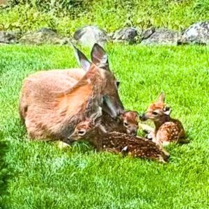 Read more about the article Animals and Miracles: Deer Gives Birth to Triplets in Her Human Friend’s Backyard