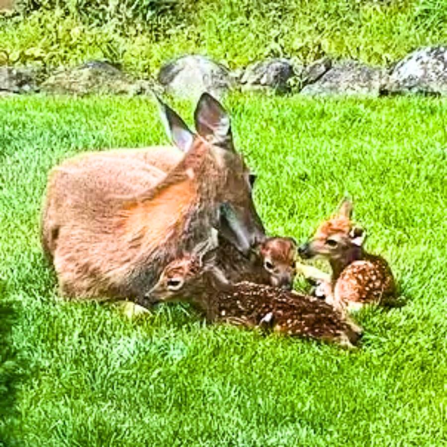 You are currently viewing Animals and Miracles: Deer Gives Birth to Triplets in Her Human Friend’s Backyard
