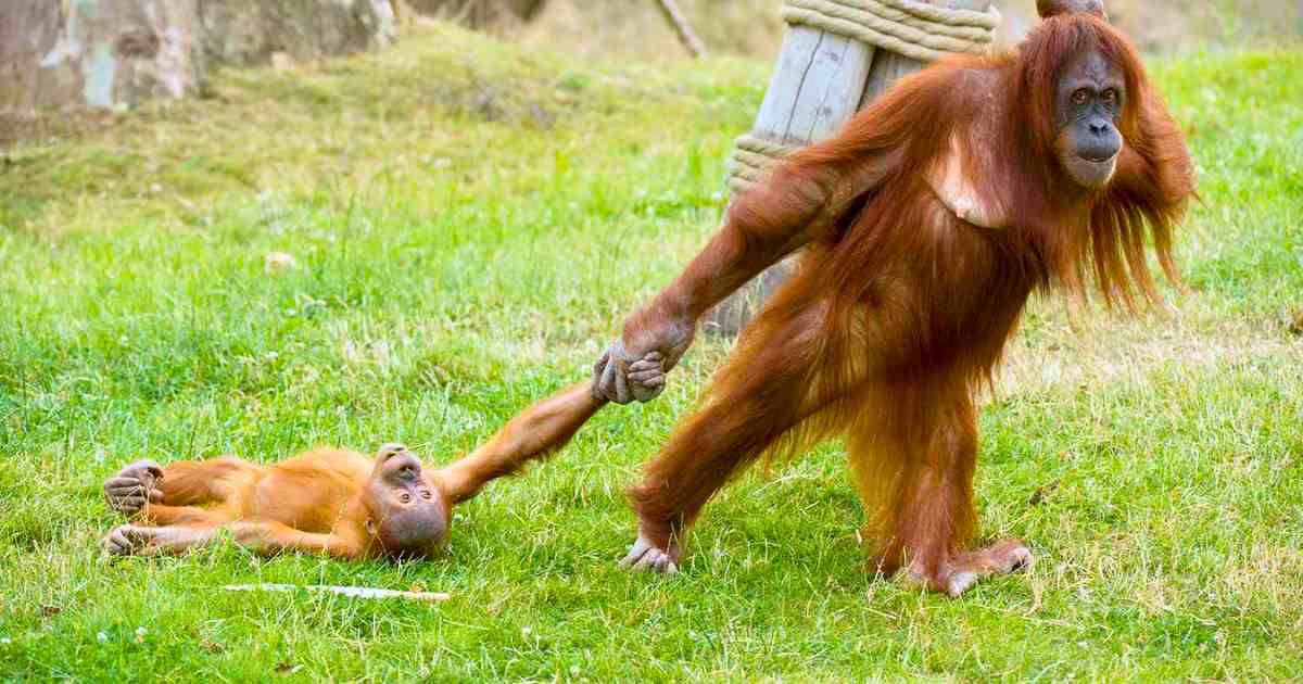 You are currently viewing Animals and Parenthood: Baby Orangutan Throws Tantrum, Then Kisses Mom to Apologize