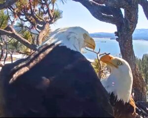Read more about the article Animals and Devotion: Male Eagle Does Everything He Can to Please His Mate