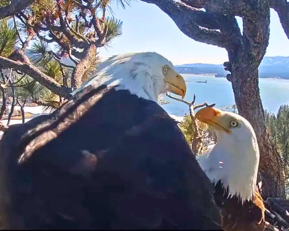 You are currently viewing Animals and Devotion: Male Eagle Does Everything He Can to Please His Mate