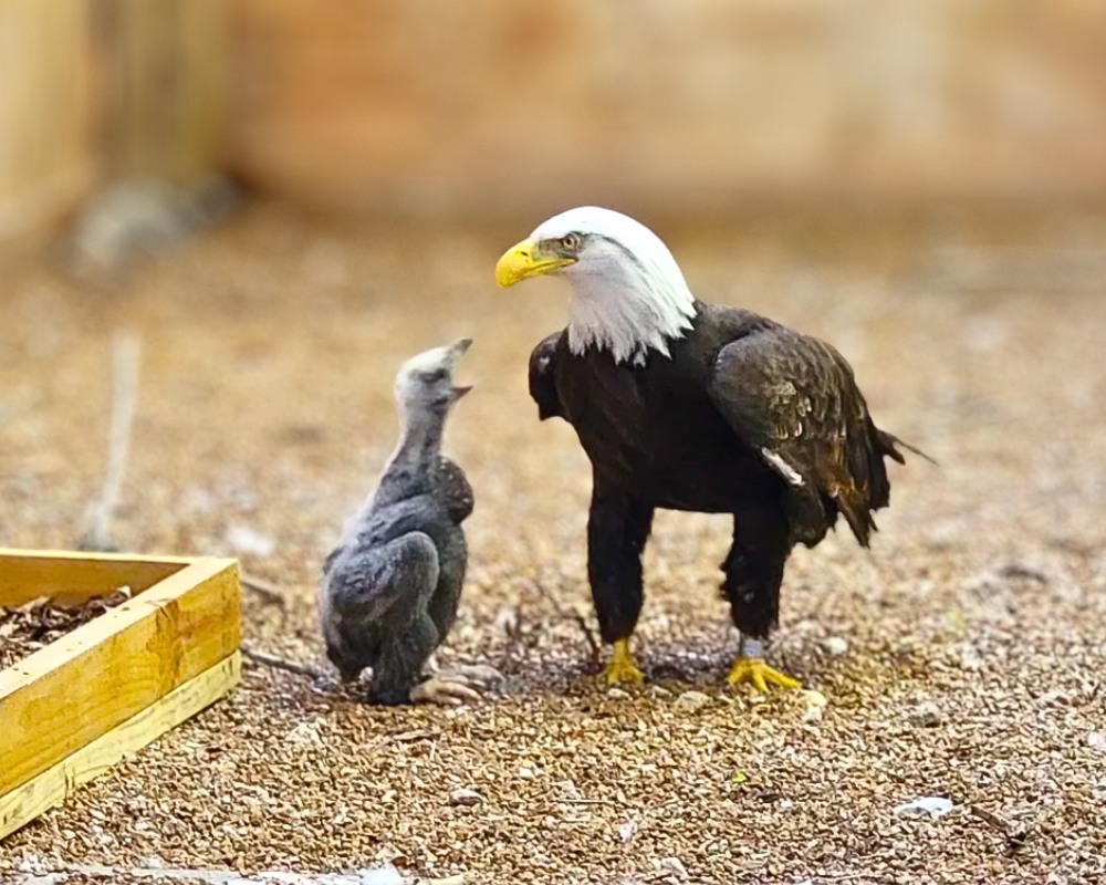 You are currently viewing Animals and Hope: Male Bald Eagle Who Tried to Hatch a Rock Finally Gets a Chick to Raise
