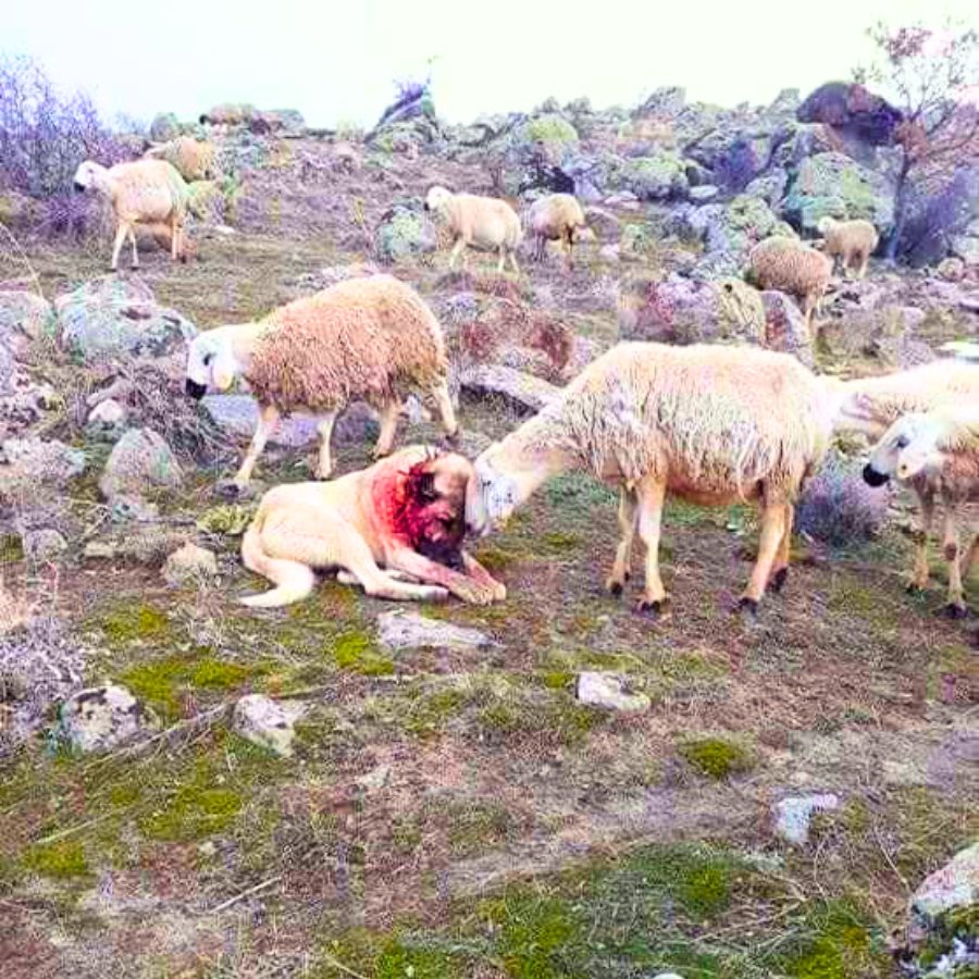 You are currently viewing Heroic Dog Battles 11 Coyotes to Protect His Flock in Georgia