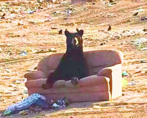 Read more about the article Animals and Humor: Black Bear Caught Relaxing on a Couch Like a Boss