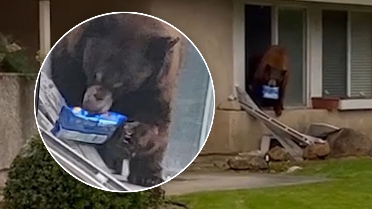 You are currently viewing Bear Breaks Into Home Twice to Steal Its Favorite Snack — Oreos!