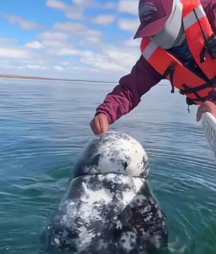 Read more about the article Animals and Trust: Whale Seeks Help From Boat Captain to Remove Lice