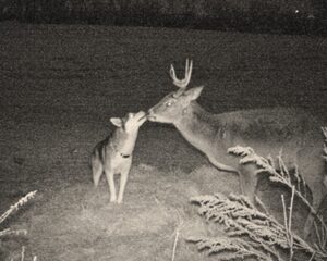 Read more about the article Animals and Friendship: Lost Husky Found Playing with Wild Deer in the Woods