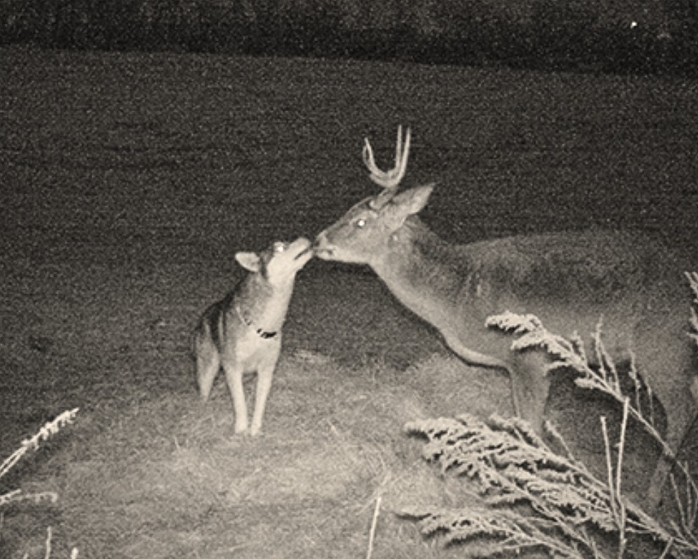 You are currently viewing Animals and Friendship: Lost Husky Found Playing with Wild Deer in the Woods