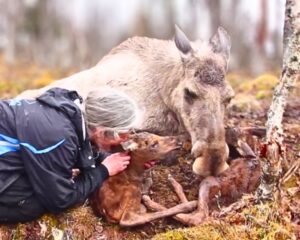 Read more about the article Animals and Trust: Wild Moose Lets Woman Cuddle Her Newborn Calves in Norway