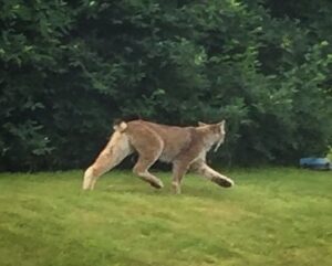 Read more about the article Endangered Wild Cat Spotted in Vermont for the First Time Since 2018 — A Rare Treat for Wildlife Lovers
