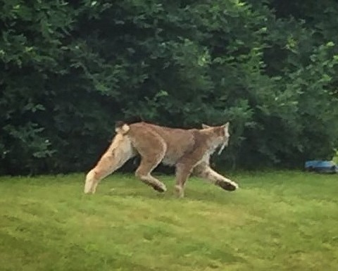 You are currently viewing Endangered Wild Cat Spotted in Vermont for the First Time Since 2018 — A Rare Treat for Wildlife Lovers