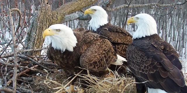 You are currently viewing Wildlife Surprise: Two Dads and a Mom — A Rare Bald Eagle Trio Raising Eaglets Together