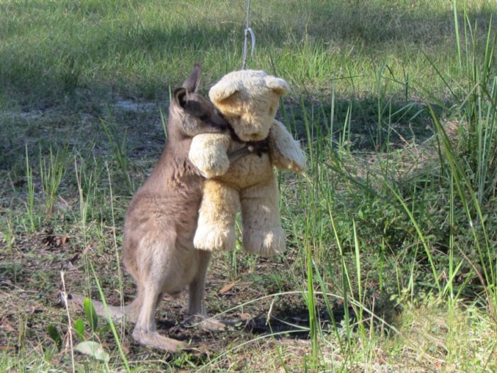 You are currently viewing Orphaned Kangaroo Finds Comfort in His Teddy Bear — Proof That Animals Need Love Too