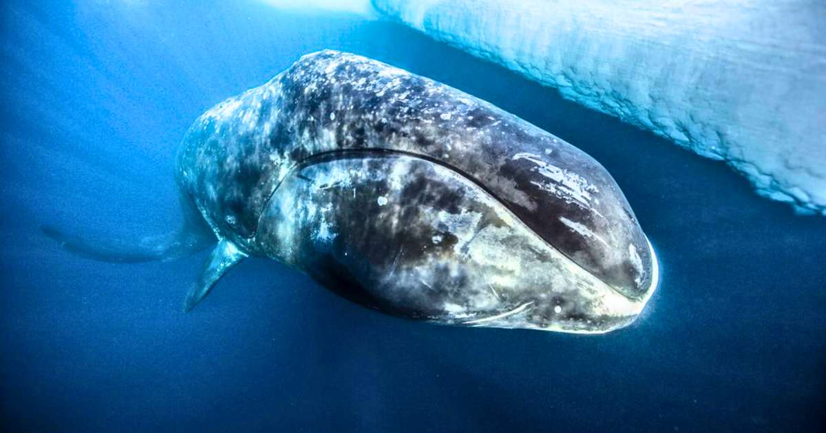 You are currently viewing This Whale Is 25 Years Older Than the USA — The 268-Year-Old Bowhead Whale