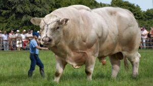 Read more about the article Massive Monument: 40-Foot, 8-Ton Giant Bull Draws Tourists Across Spain