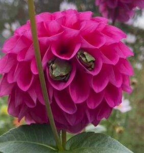 Read more about the article Wildlife Surprise: Dahlia Blossoms Turn into Frog Hotels