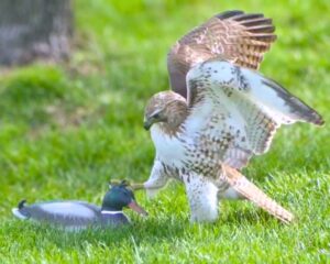 Read more about the article Wildlife Comedy: Hawk Confused by a Duck That Doesn’t Fear Him