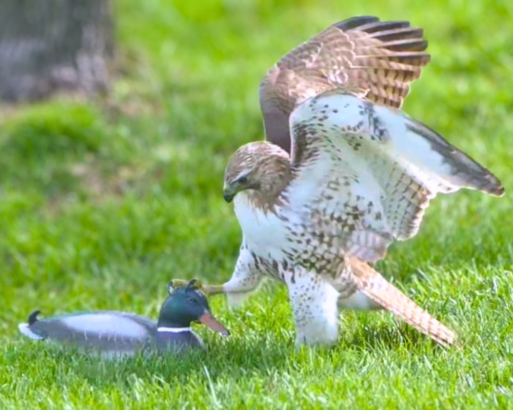 You are currently viewing Wildlife Comedy: Hawk Confused by a Duck That Doesn’t Fear Him