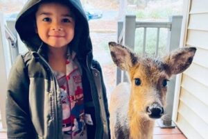 Read more about the article Wildlife Friendship: Little Boy Brings Home a Deer from the Woods