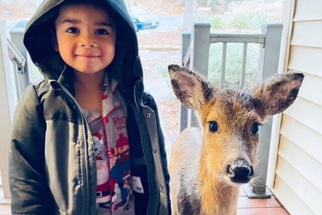 You are currently viewing Wildlife Friendship: Little Boy Brings Home a Deer from the Woods